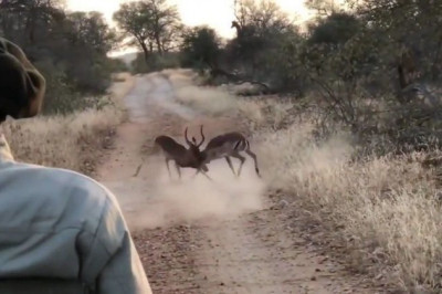 Битва двух импал прервал леопард 