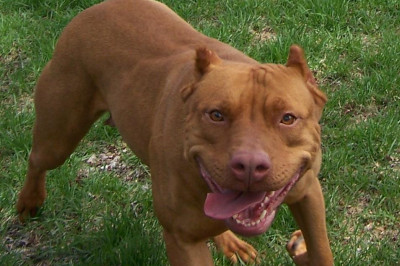 Реакция людей на крупного питбуля в центре города 