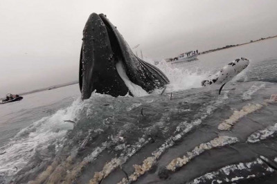 Огромный кит и байдарочник 