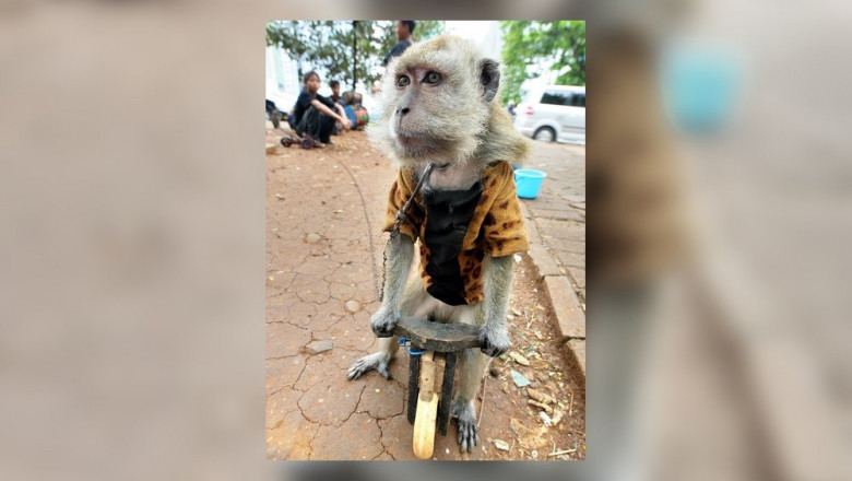 Обезьяна и собака