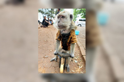 Обезьяна и собака