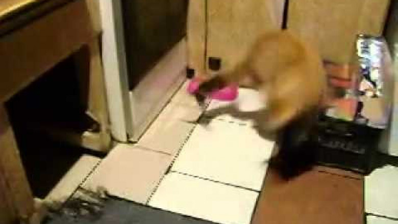 Кот убегает от крысы 