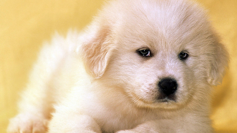 Пушистые комочки 