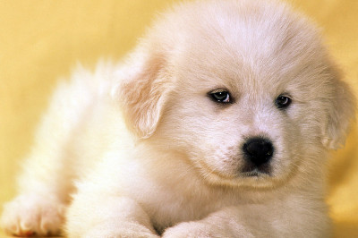 Пушистые комочки 