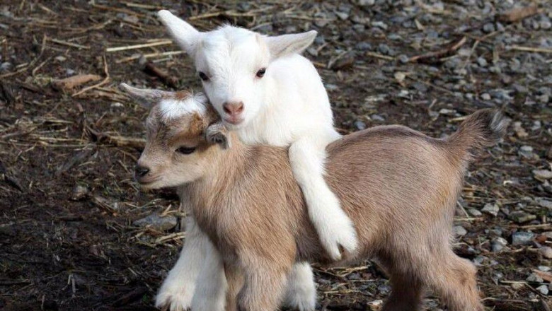 Умилительные ягнята 