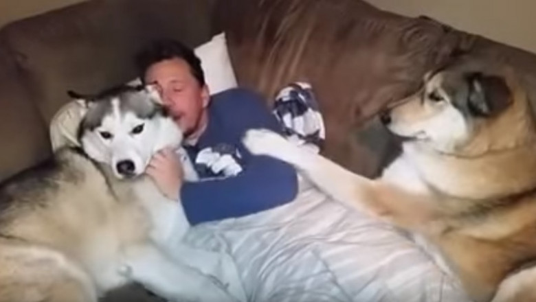 Животные тоже ревнуют 