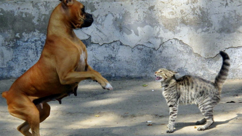 Драчливые коты 