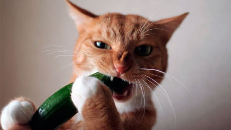 Кошка - любительница огурцов 