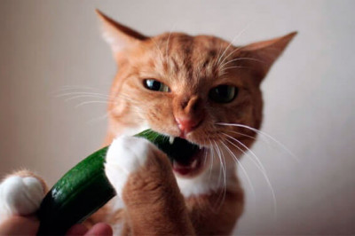 Кошка - любительница огурцов 