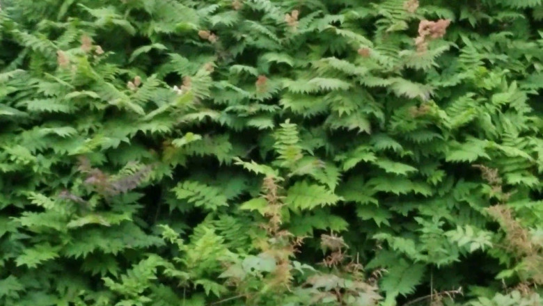 Нежелательный гость 