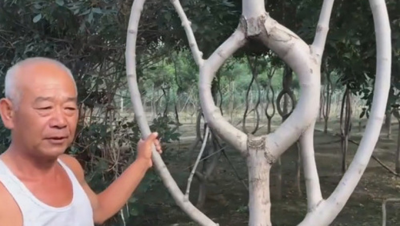 Деревья , превращённые в произведения искусства 