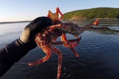 Тысячи крабов пригнала жара к берегу Кольского залива 