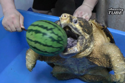 Удивительно мощные челюсти грифовой черепахи 