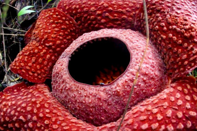 Красивый цветок , пахнущий гнилым мясом 