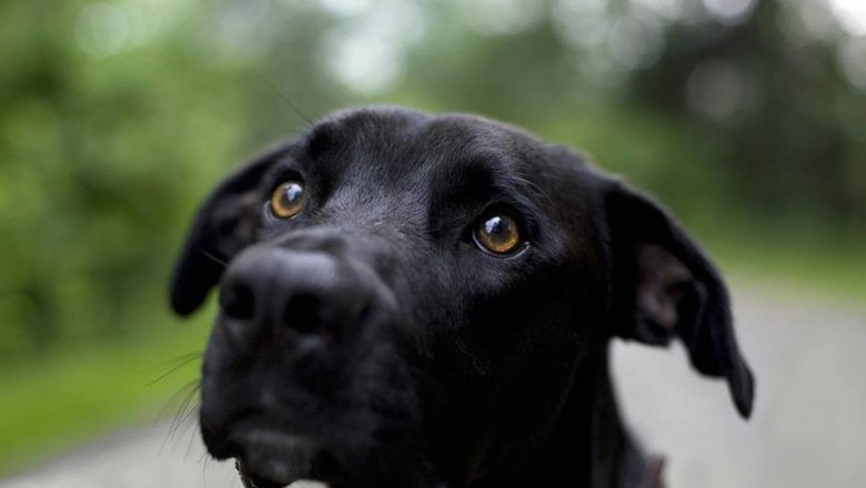 Пёс по кличке Толя