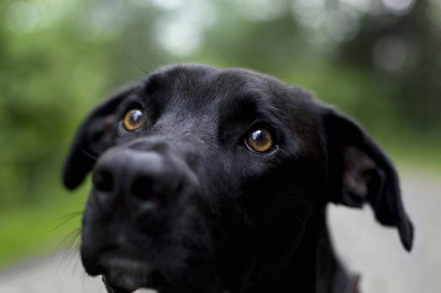 Пёс по кличке Толя