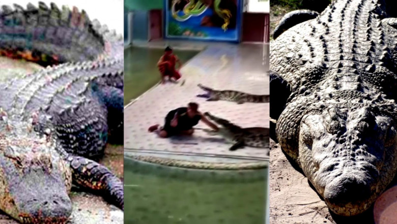 Нападение крокодила на дрессировщика 