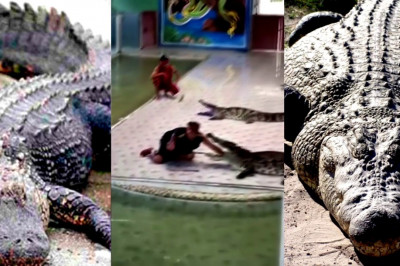 Нападение крокодила на дрессировщика 