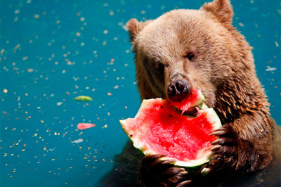 Арбуз-отличное лакомство для медведя 
