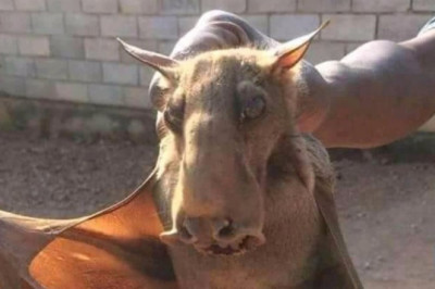 Монстр во львовском метрополитене 