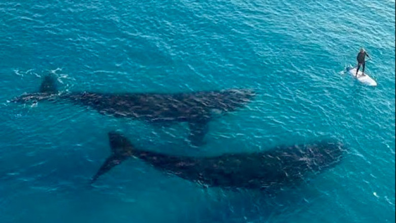 Киты плывут под серфингом 