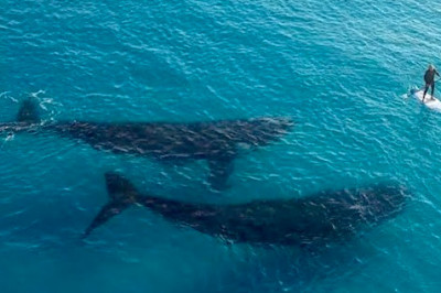 Киты плывут под серфингом 