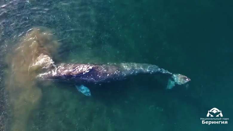 Кит подплыл к берегу "почесать" животик 