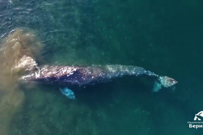 Кит подплыл к берегу 