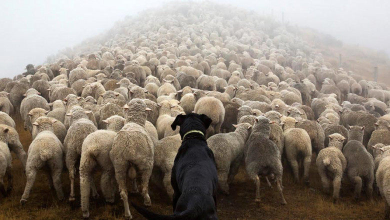 Пёс загоняет отару в сктовоз 