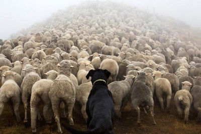 Пёс загоняет отару в сктовоз 