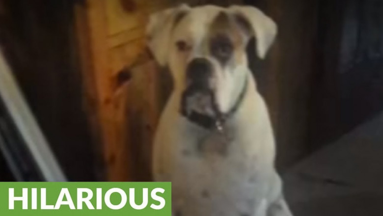 Боксёр- любитель обуваться 