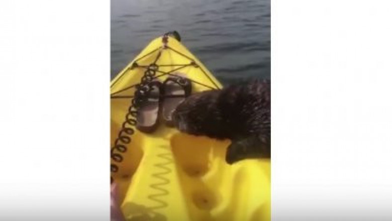 Выдра забралось на байдарку  