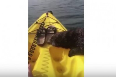 Выдра забралось на байдарку  