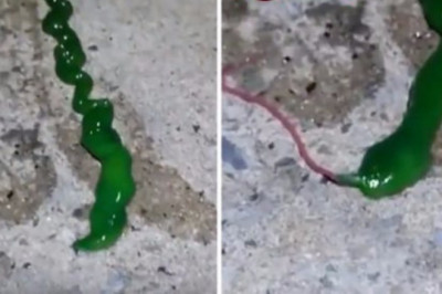 Обнаружен червь - монстр  зелёного цвета 