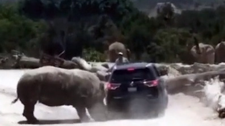 Носорог атаковал джип 