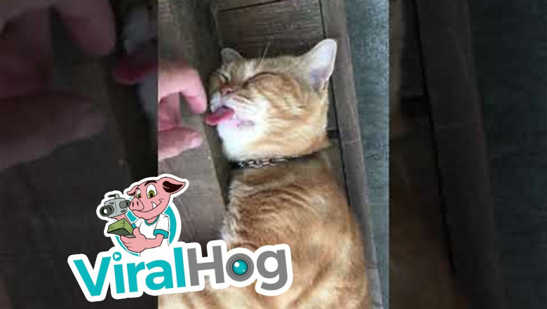 Кот спит беспробудным сном 