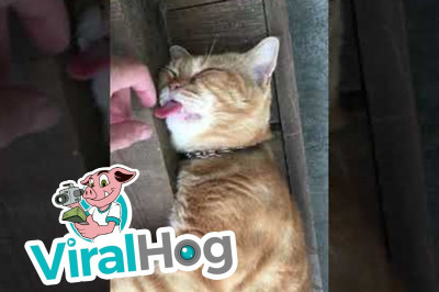 Кот спит беспробудным сном 