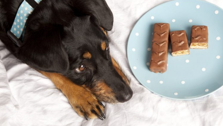 Как разбудить собаку вкусняшкой