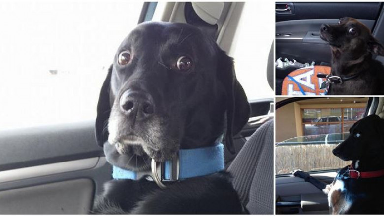 Обманутые питомцы 