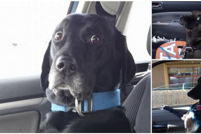 Обманутые питомцы 