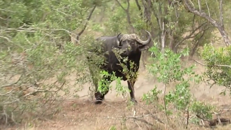Буйвол атаковал львицу 