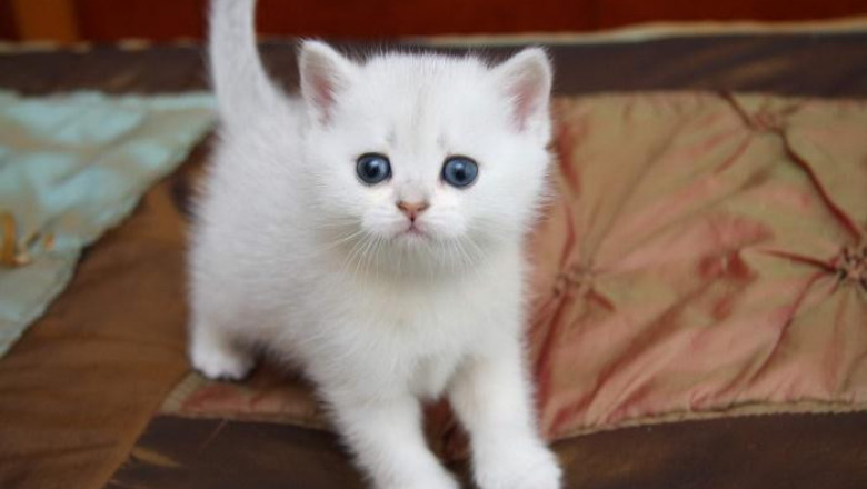 Маленький друг 