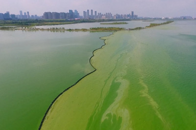 Водоросли окрасили озеро в зелёный цвет 