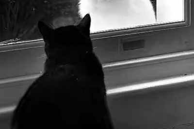 Кот способствовал созданию семьи 