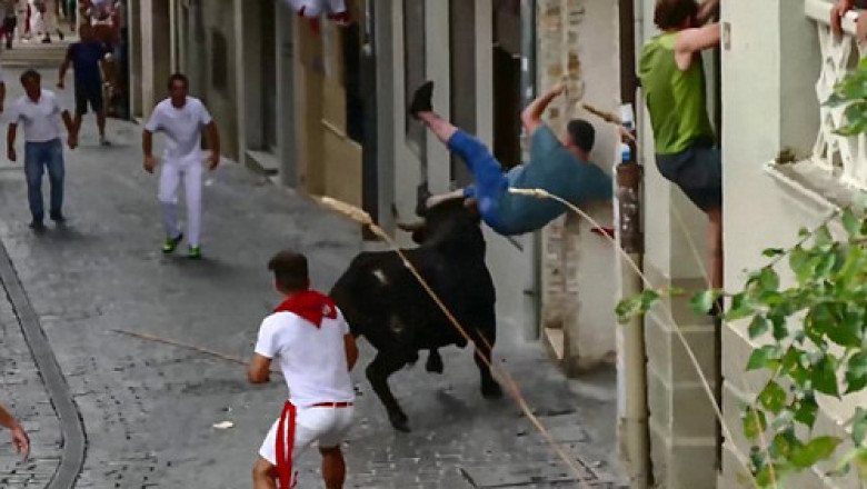 Непредсказуемое поведение быка 