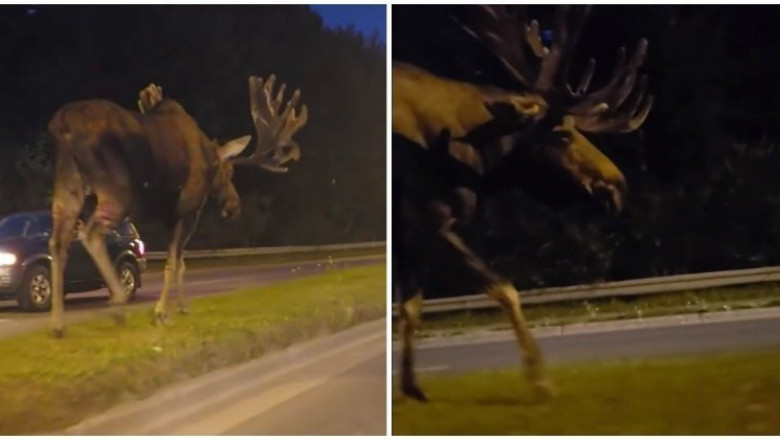 Лось размеренно прогуливался по автомагистрали 