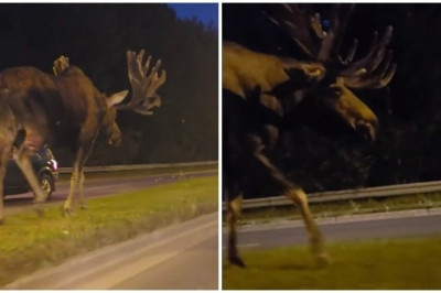 Лось размеренно прогуливался по автомагистрали 