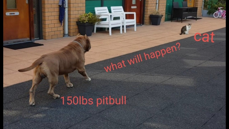 Питбуль нацелился на кота 