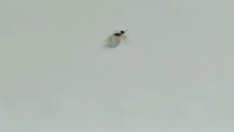 Муравей - воришка 