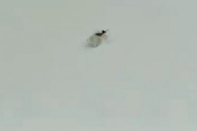 Муравей - воришка 